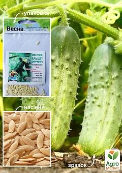 СЕМЕНА ОГУРЦА: купить семена огурца почтой в Киеве, Одессе и Украине ...