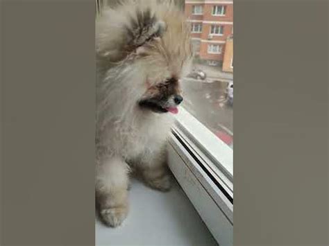 Моя Тучка🐶🥰🥰#собака #собаки #dog #шпиц #shpitz - YouTube