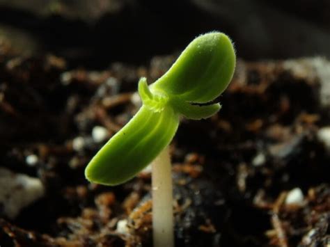 Leggy Cannabis Seedlings How To Manage Growth Issues Tsf