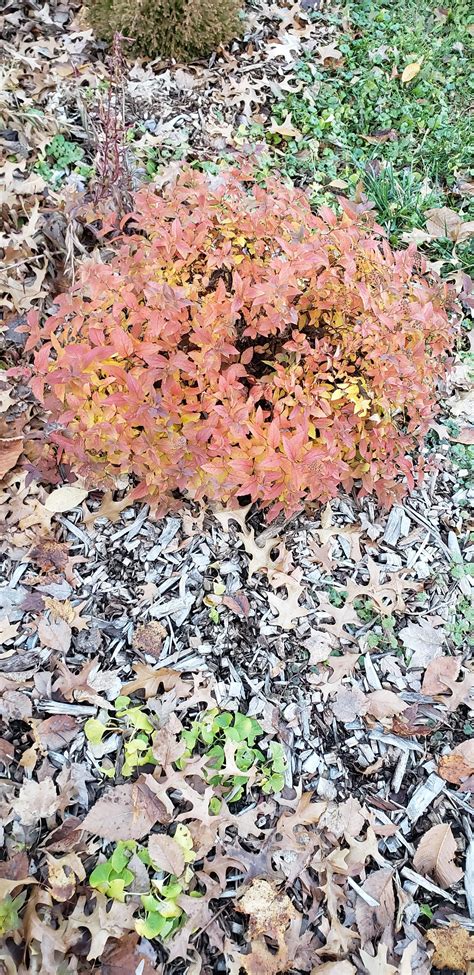 $3 Spirea I saved - Fall color : r/gardening