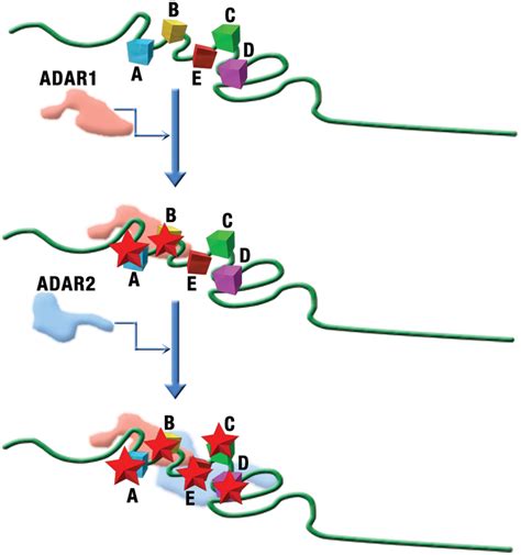 hypothetical mechanistic model  concerted action  adar  adar