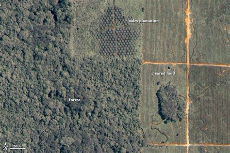 social  environmental impact  palm oil wikipedia