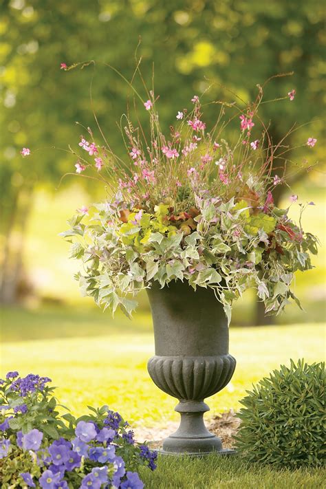 Sweet Caroline Tricolor (Ipomoea) | Potato vines, Ornamental plants
