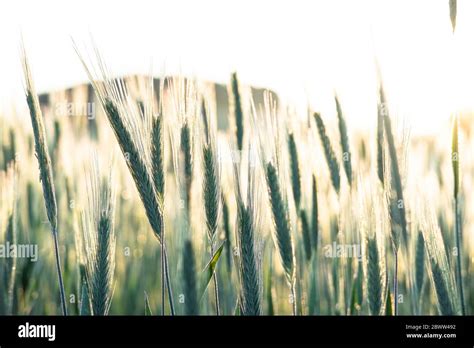 Germany Close Up Of Rye Secale Cereale Growing In Field At Dawn