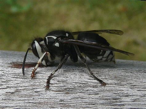 Toronto Wildlife - More Bald-faced Hornets