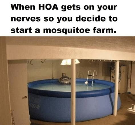 Hoa Memes That Perfectly Balance Passive And Aggressive 21 Pics