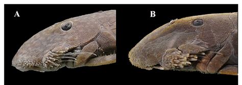Lateral view detail of the head to show the length of movable cheek