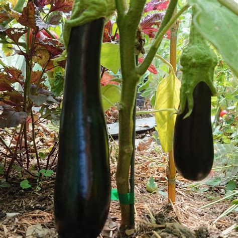 Culture de l aubergine tout savoir pour réussir Le potager permacole