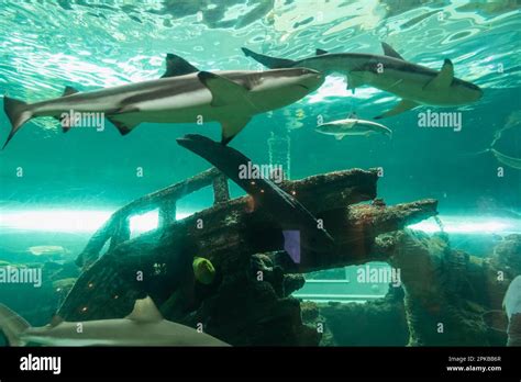 England Dorset Bournemouth Bournemouth Oceanarium Underwater Tunnel