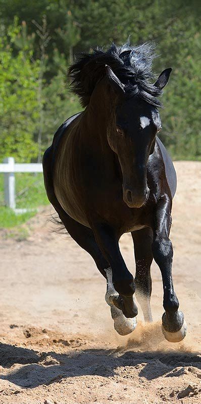 Závodní koně: plemena jezdeckých koní, holandští a belgičtí, vestfálští