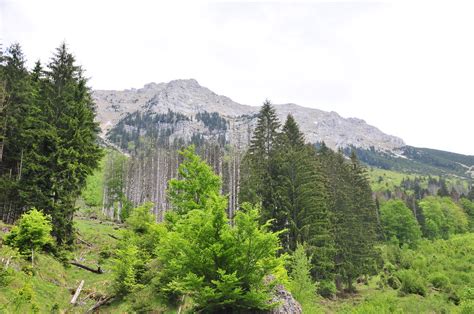 Niederösterreich 6514 Wildnisgebiet Dürrenstein Flickr