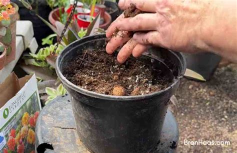 How to Grow Begonia Tubers – Bren Haas