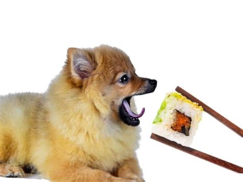 CAN DOGS EAT SUSHI? [EASY ON SEASONING] - Safe For Dog