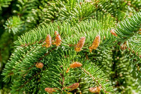 Abies Nordmanniana Nordmann Fir Caragh Nurseries