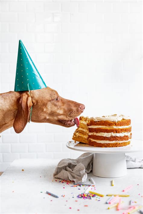 Dog Birthday Cake Recipe | How to Make Cake for Your Dog!