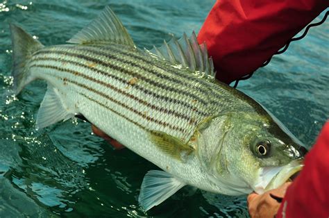 Martha's Vineyard Fishing Charter | Martha's Vineyard Outfitters