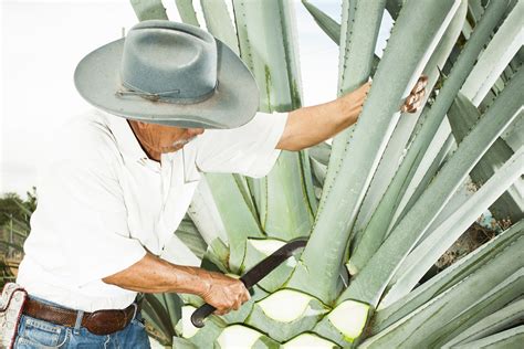 What Exactly is the Difference Between Mezcal and Tequila? - AFAR