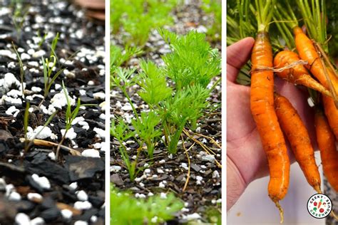 Carrot Plant Growth Stages - Seed to Harvest (w/Pictures)