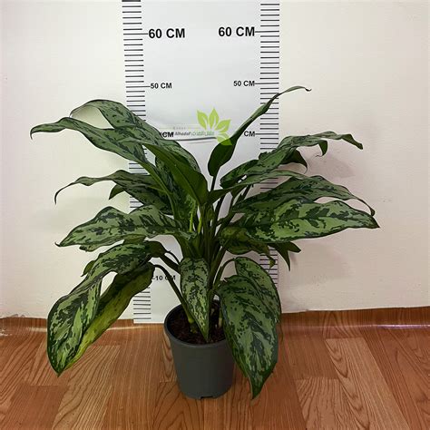 Aglaonema maria – Mashtal Alhadaf