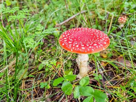 Seta venenosa roja en la naturaleza amanita muscaria hongo agárico de