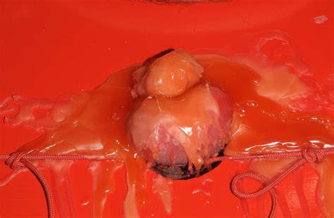 Hot Wax Pics XHamster