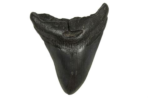 433 Fossil Megalodon Tooth South Carolina 296034 For Sale