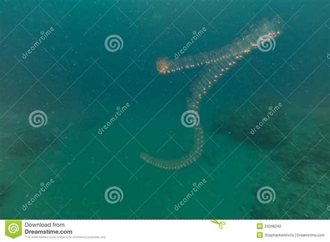 Vagina Salp And Tropical Reef In The Red Sea Stock Photo Image Of