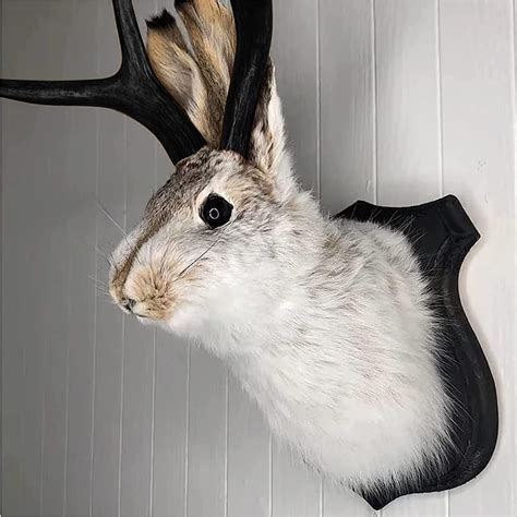 funny animal mounts 5