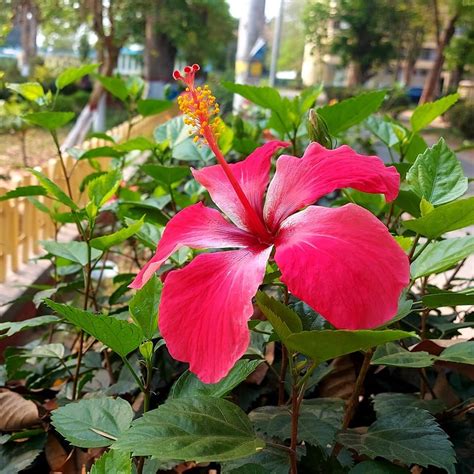 Department Of Botany Rajshahi University Rajshahi