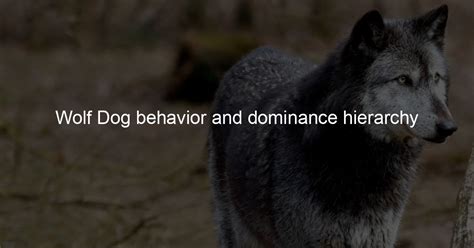 Wolf Dog behavior and dominance hierarchy - Wolf Dog Love