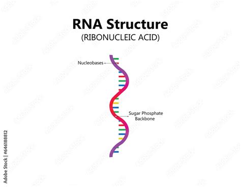 Rna Ribonucleic Acid Structural Formula Of Adenine Cytosine Guanine And Uracil Vector