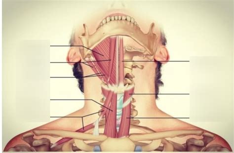 Neck muscle Diagram | Quizlet