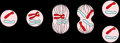 Mitosis • Metaphase Ii The Cycle Now Resembles Mitosis The