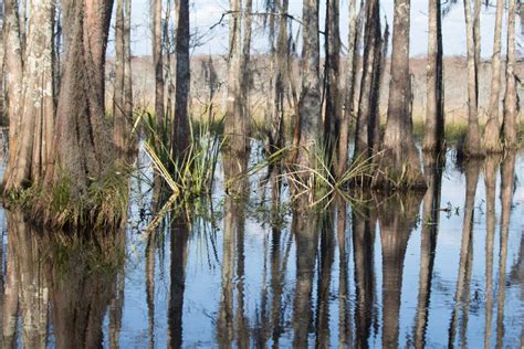 Louisiana Swamp Stock Image Image Of Nobody Nature 89916869