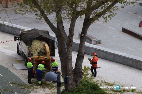 Continúa la campaña anual de poda para favorecer el buen desarrollo de