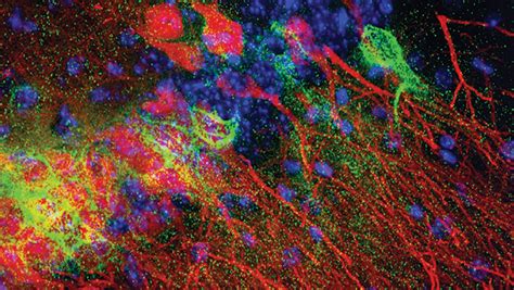 Understanding Sex Differences In Rodent Models