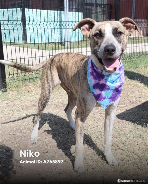 city of san antonio animal care services 11