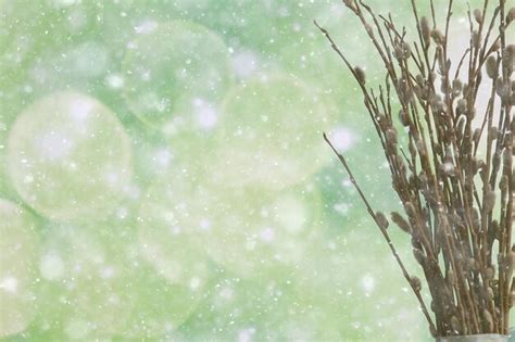 Premium Photo Pussy Willow Willow Branches Bloom Spring Concept Easter Holiday Background