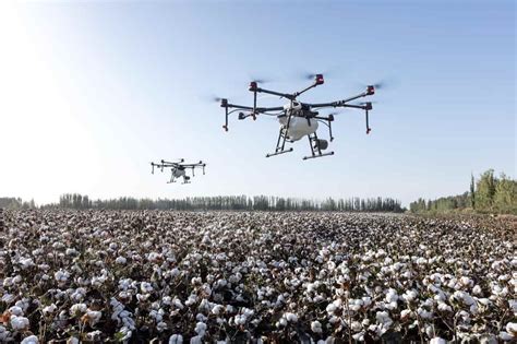 Cash Crops Cotton
