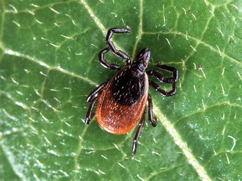 A rare tick-borne disease infected a baby, the first case in a new