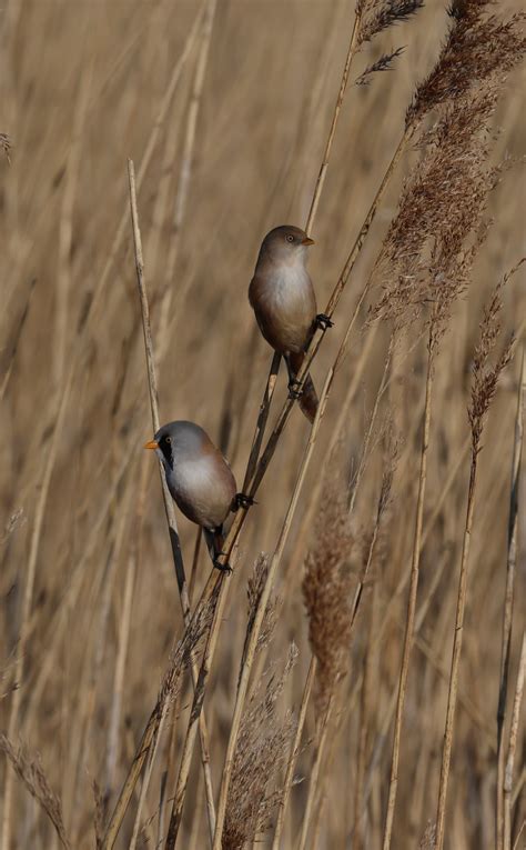Male And Female Bearded Tits Grimsby Local Group