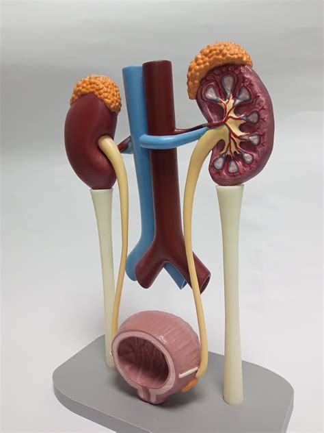 Archivo 3D Urinary System Kidneys, bladder, glands 🦷 ・Objeto para