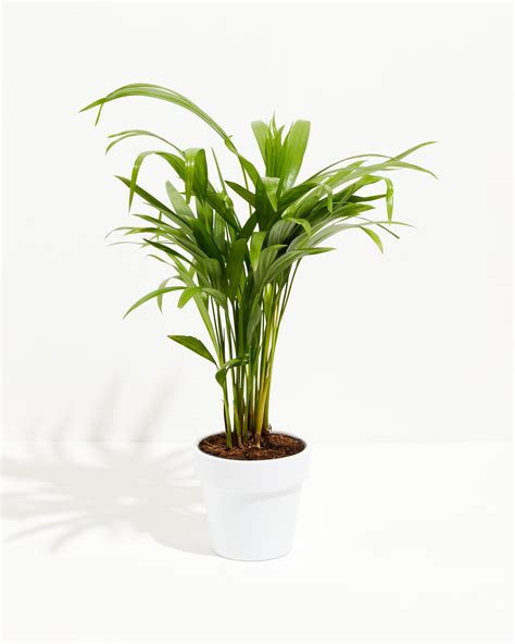 Areca Palm Tree for Sale, Care Guide & Presentation