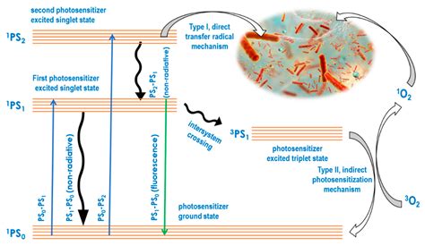 Ijms Free Full Text Applications Of Antimicrobial Photodynamic Therapy Against Bacterial