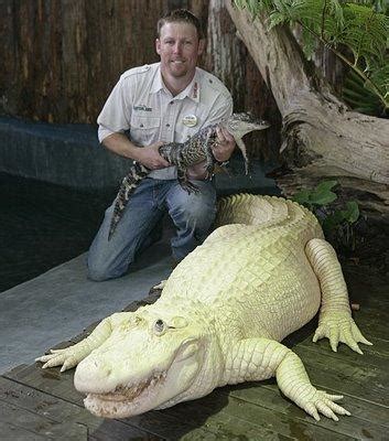 Amaze Pics & Vids: Albino Crocodile - Rare Photos...