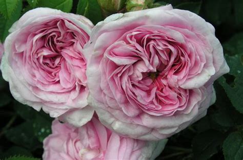 Königin von Dänmark | Roses UK