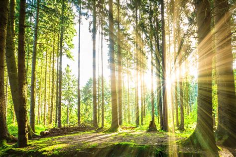 Ziegle Dienstleistungsgruppe