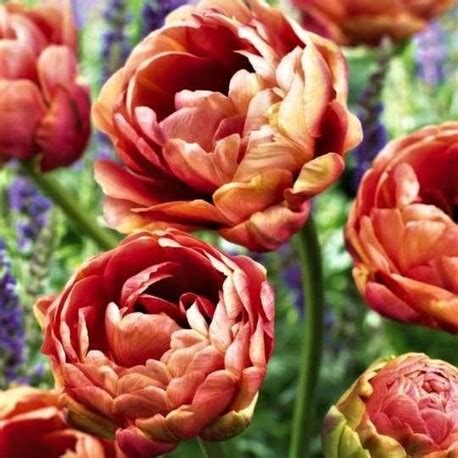 Тюльпан Copper Image (луковицы 3 шт)