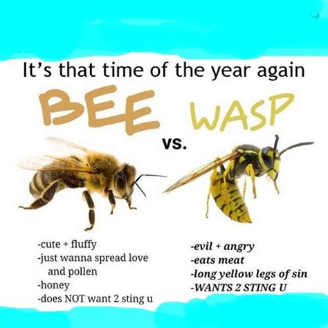 wasp meme
