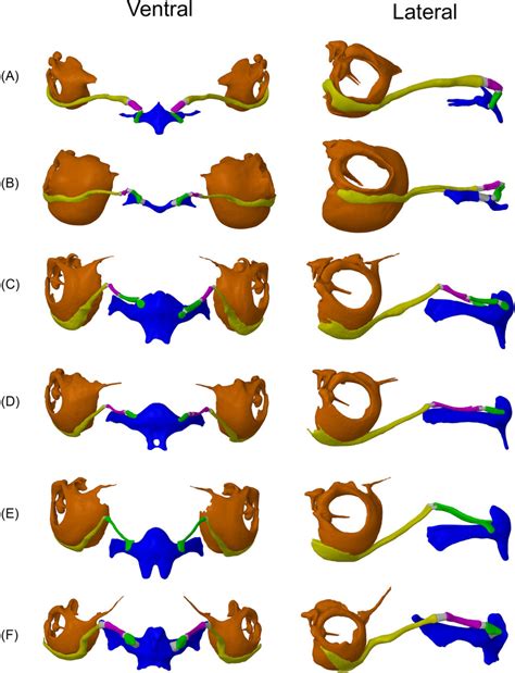 3d Modelsgeometry Used For The Fe Models Ventral And Lateral Views Of